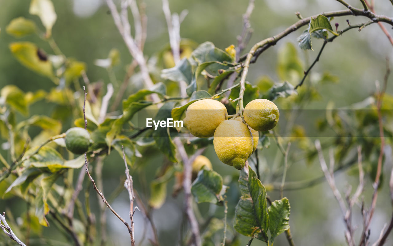 Close-up of lemons growing on tree