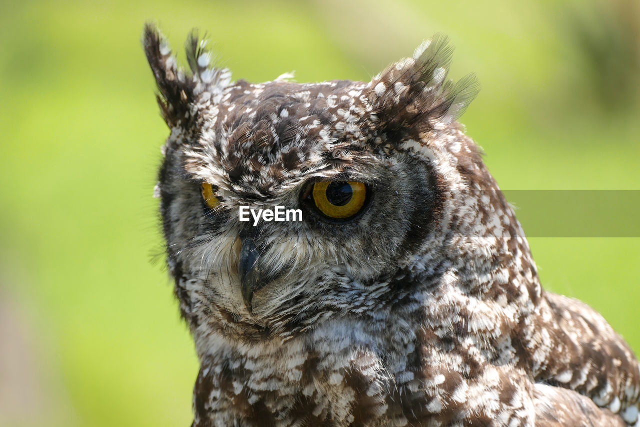 Close-up of owl