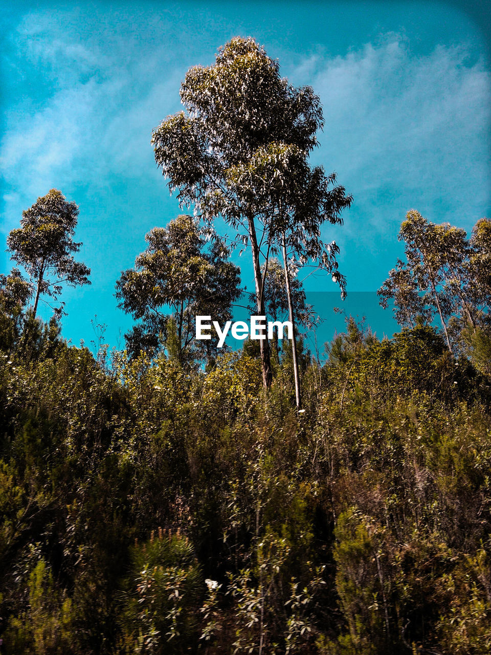 LOW ANGLE VIEW OF TREES GROWING IN FOREST AGAINST SKY