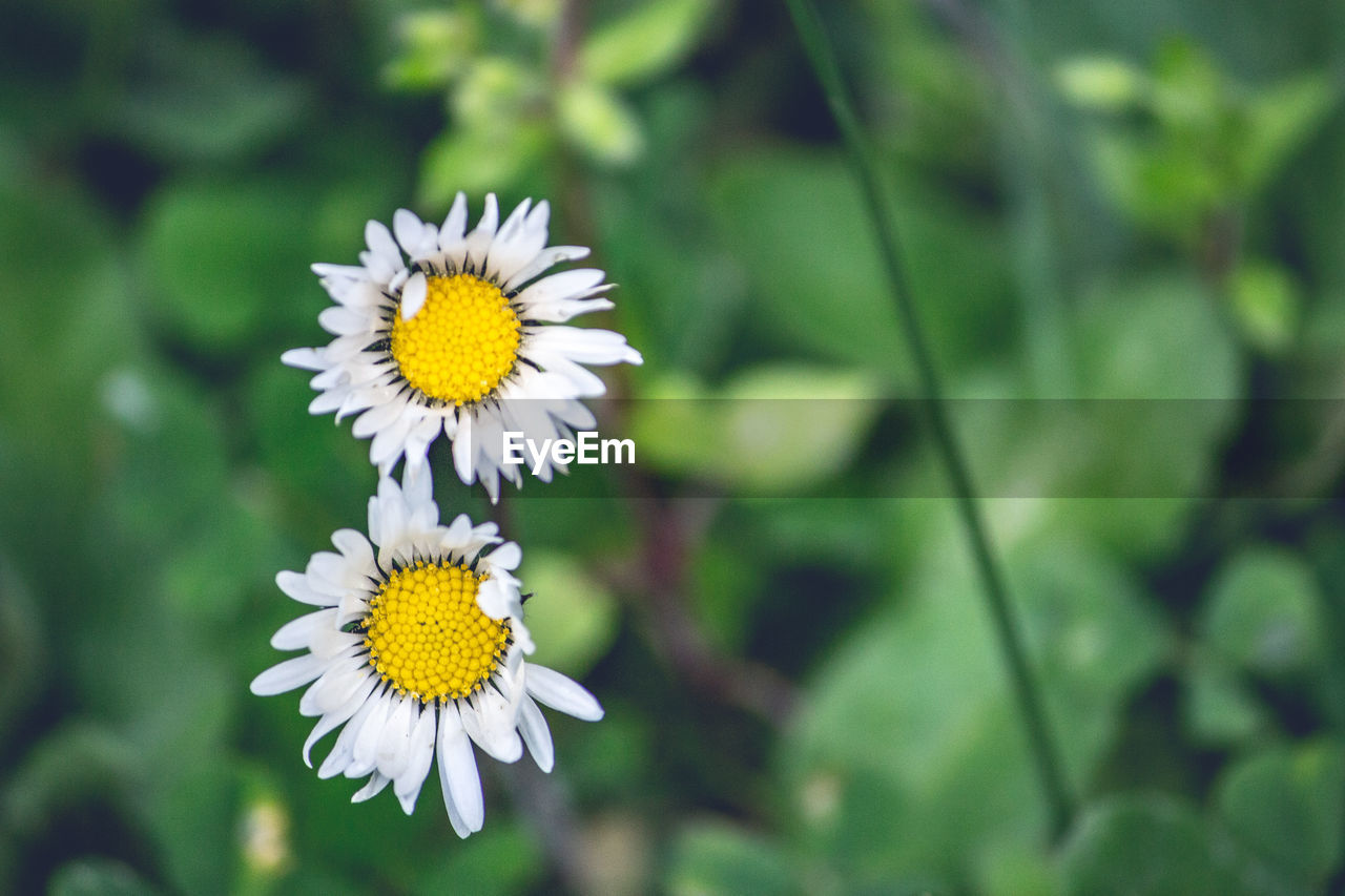 Close-up of white daisy flower