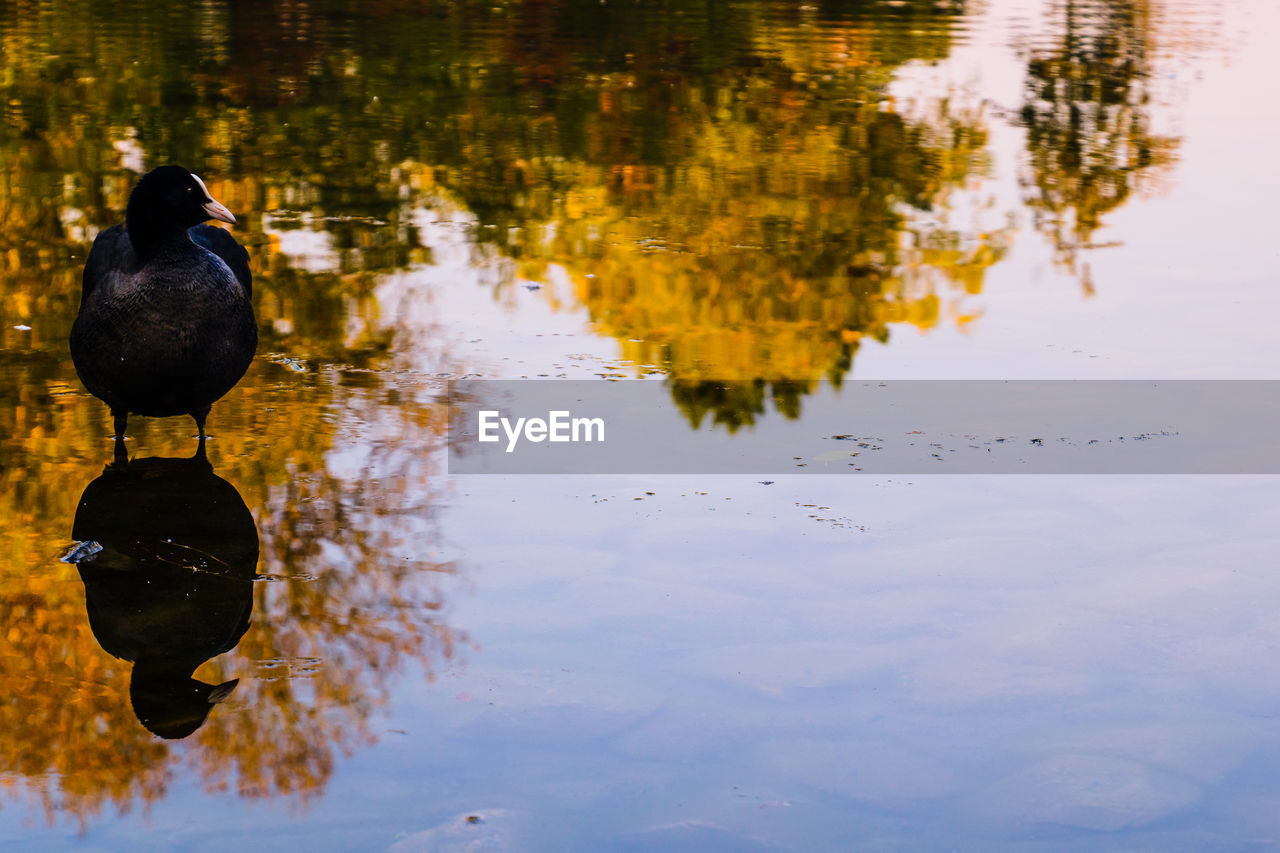 DUCKS IN A LAKE