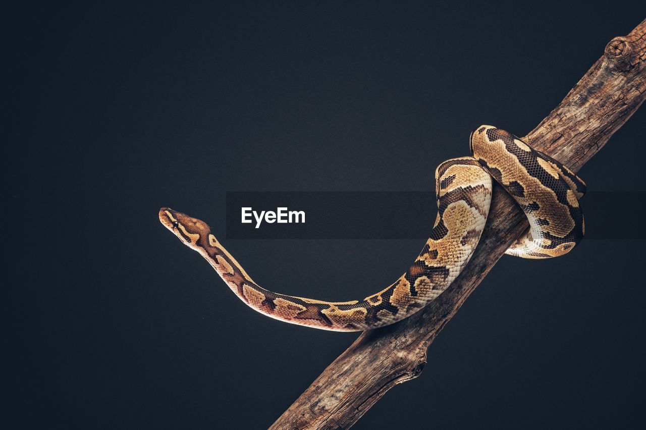 Close-up of snake against black background