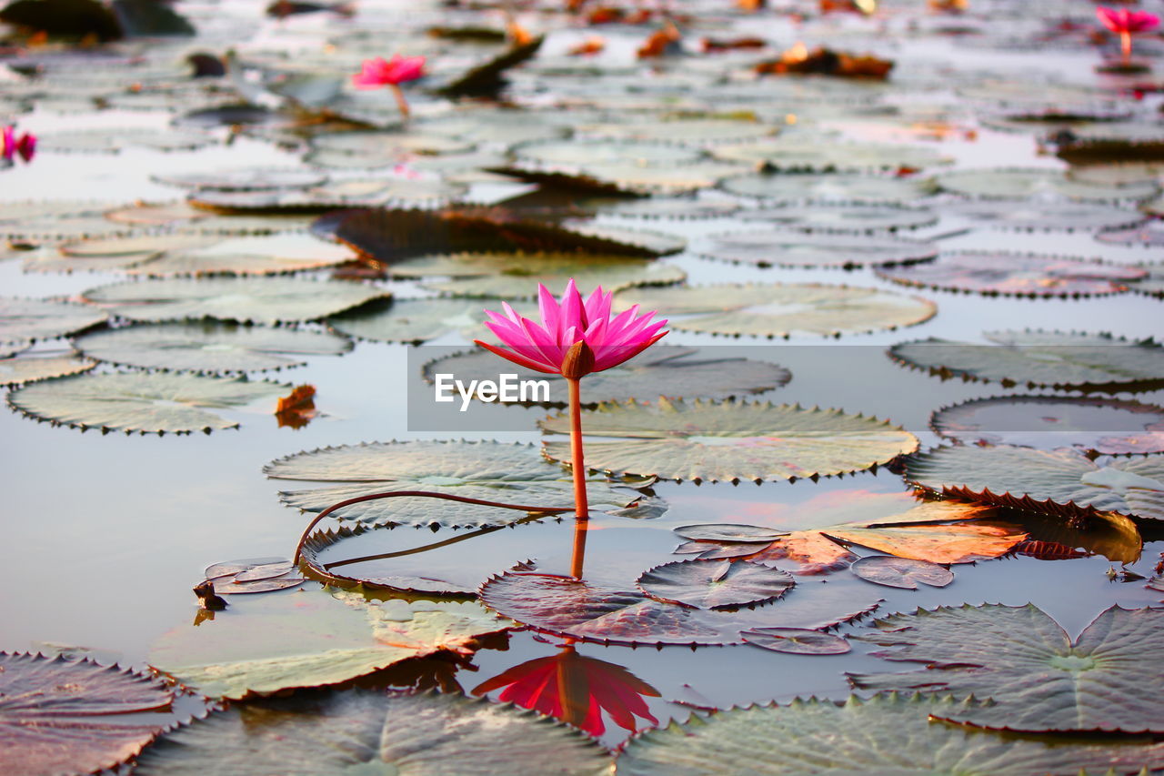 PINK LOTUS WATER LILY LEAVES IN LAKE