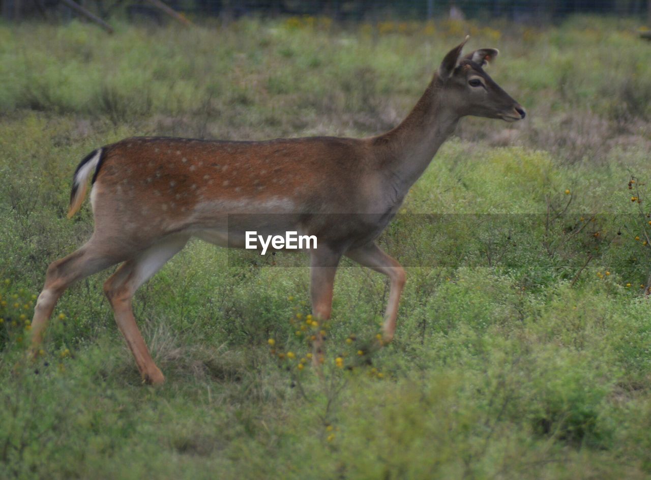 Side view of deer walking on field