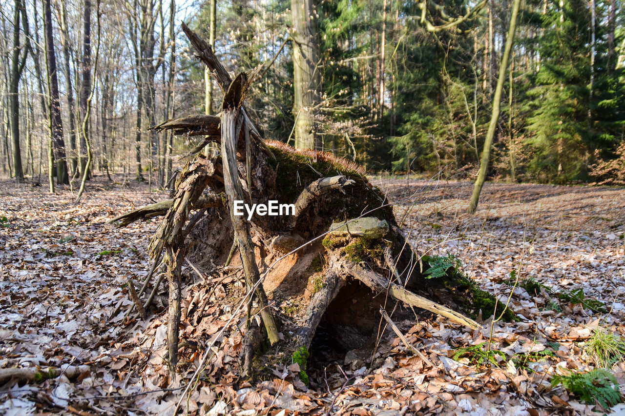 HORSE ON TREE IN FOREST