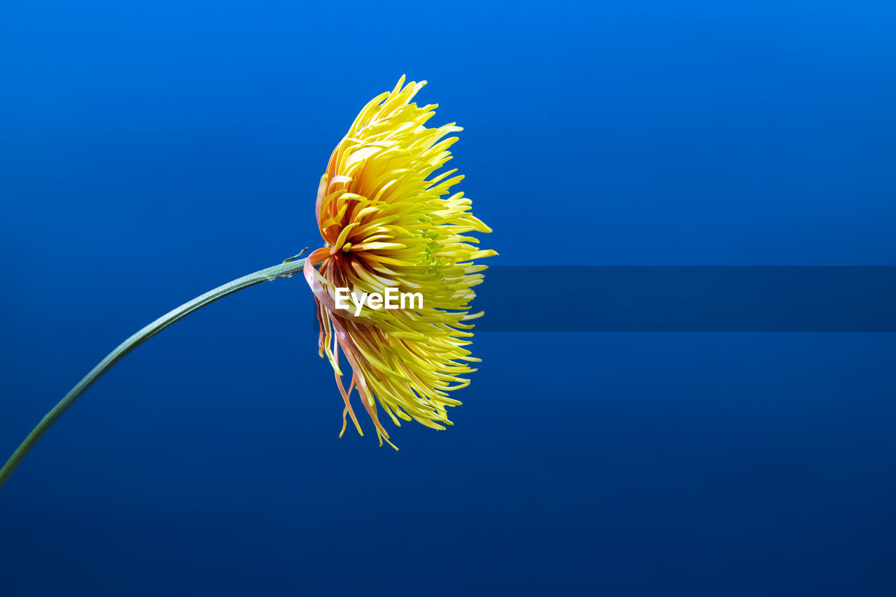 Yellow aster flower against deep blue vivid background. . minimal spring concept.aesthetic blooming