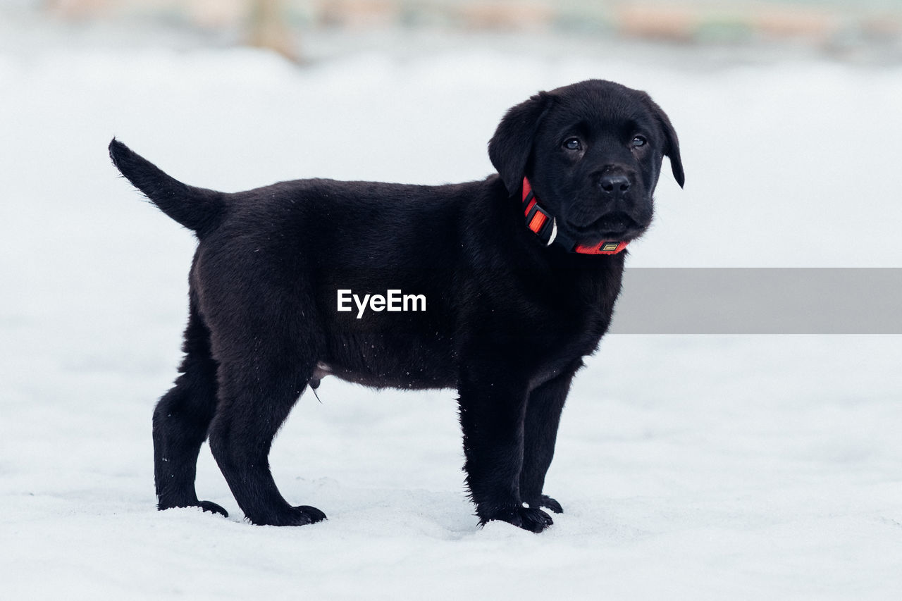 Portrait of black puppy standing on snow field