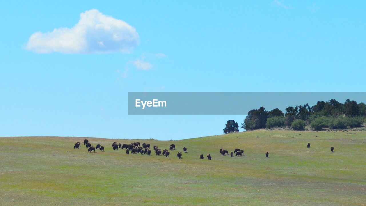 HORSES GRAZING IN A FIELD