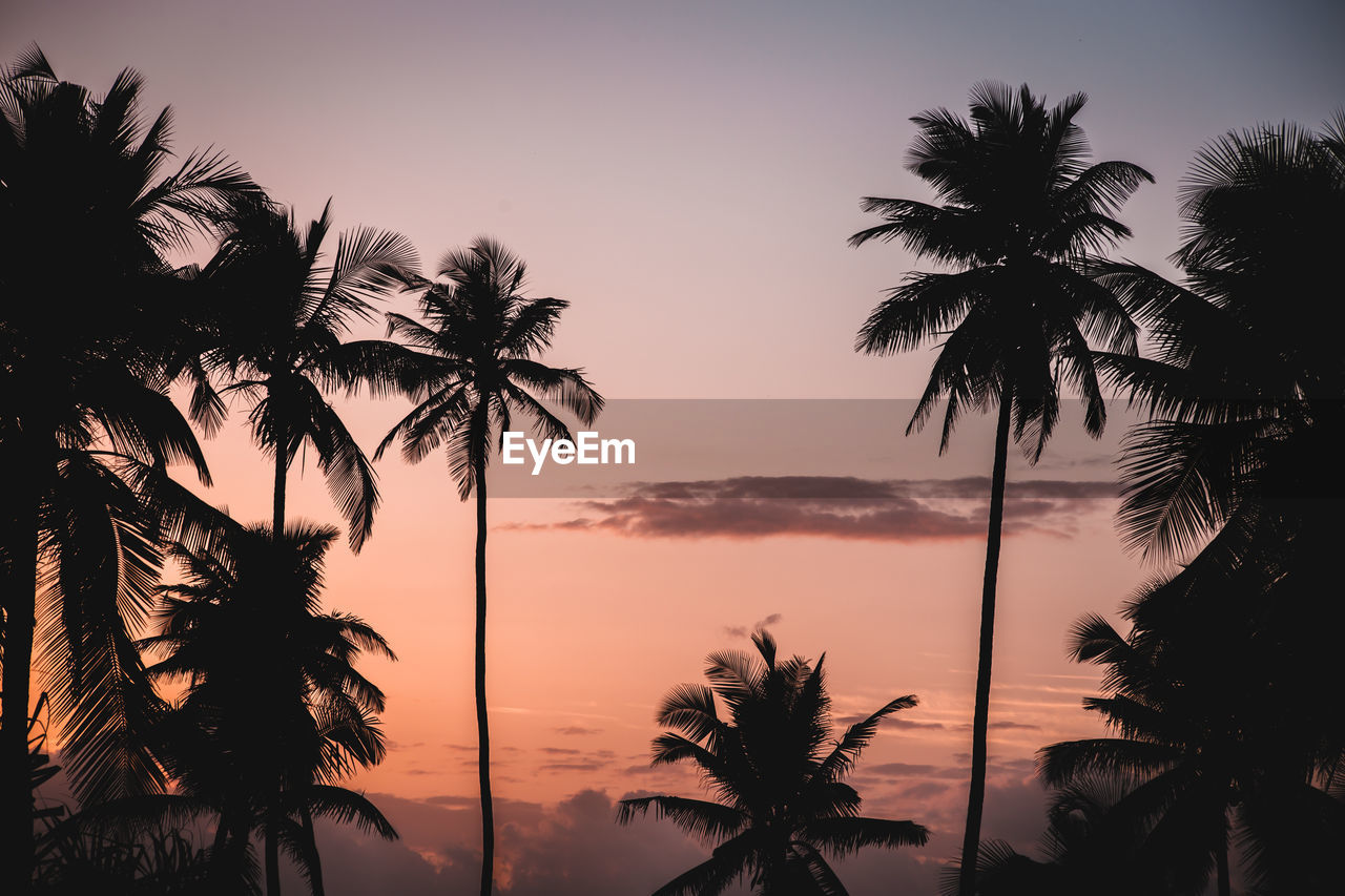 Silhouette palm trees against sky during sunset