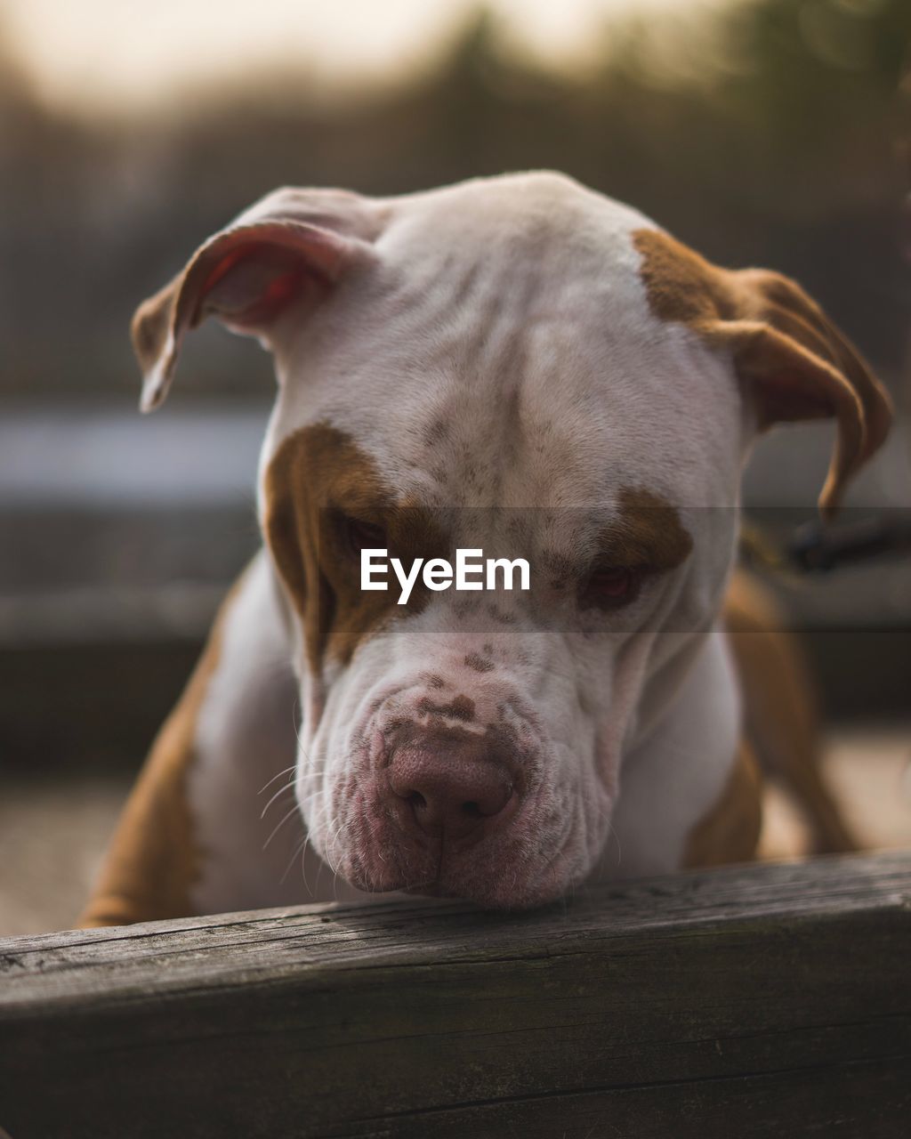 Close-up portrait of dog