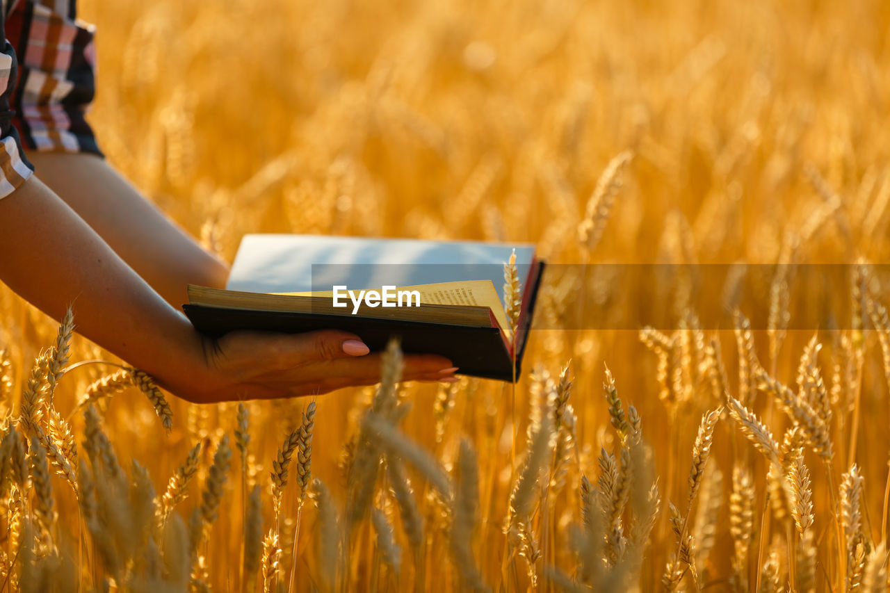 MIDSECTION OF MAN HOLDING YELLOW CROPS