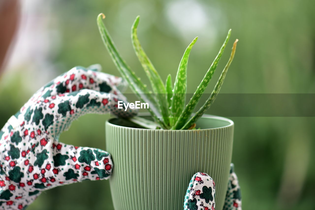 Close-up of succulent plant - cactus care

