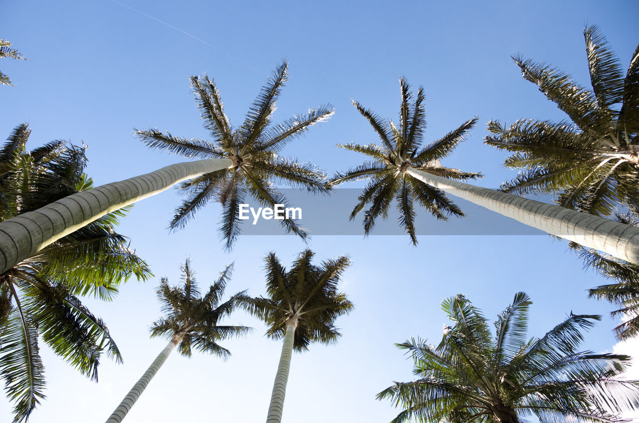 Low angle view of coconut palm trees against blue sky