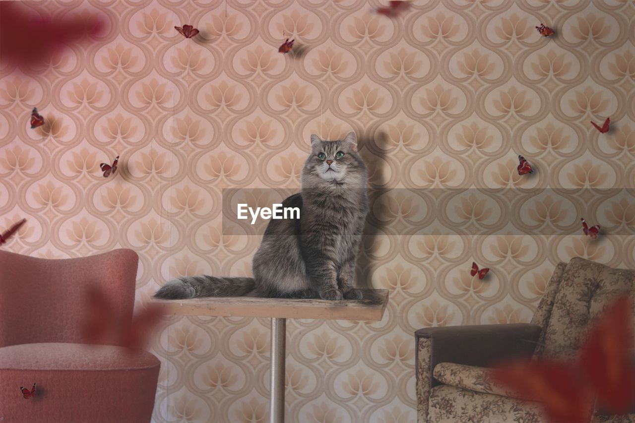 Portrait of cat sitting on table at abandoned hotel