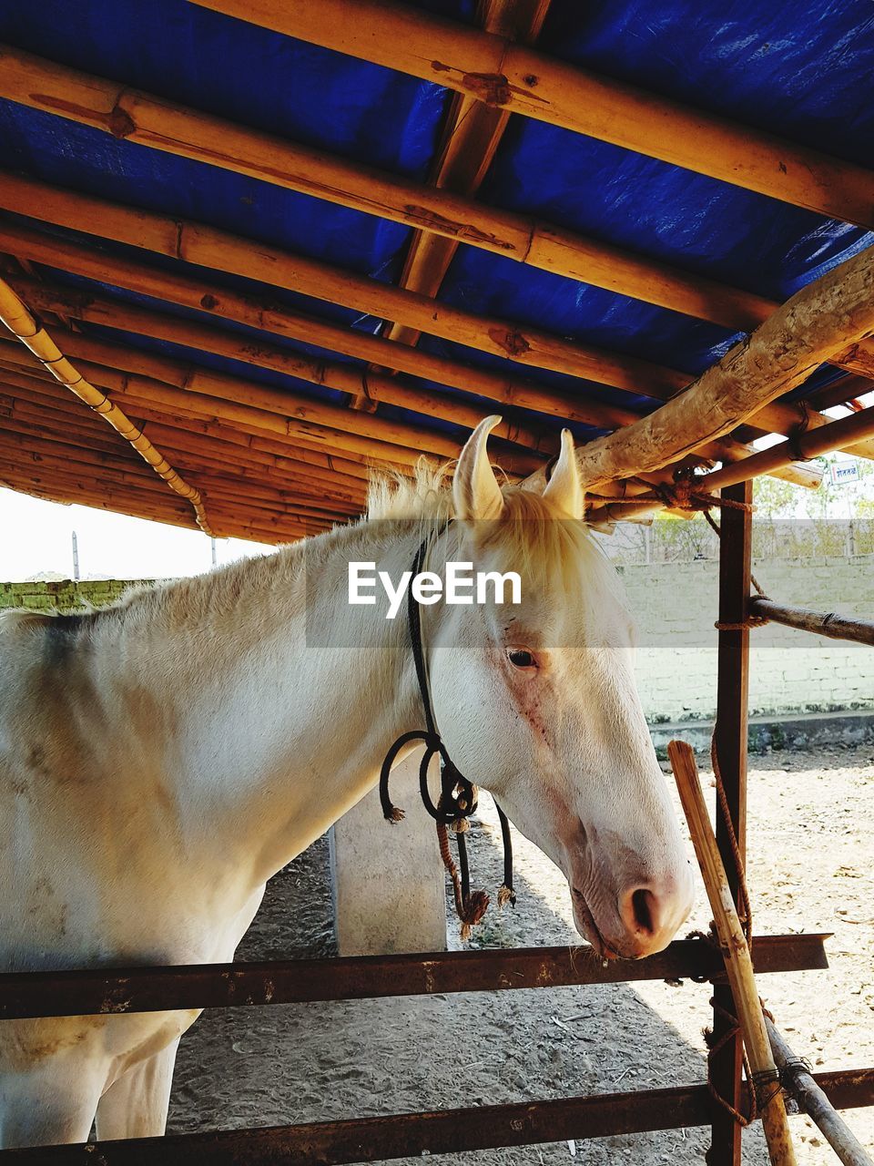 Horse standing in stable