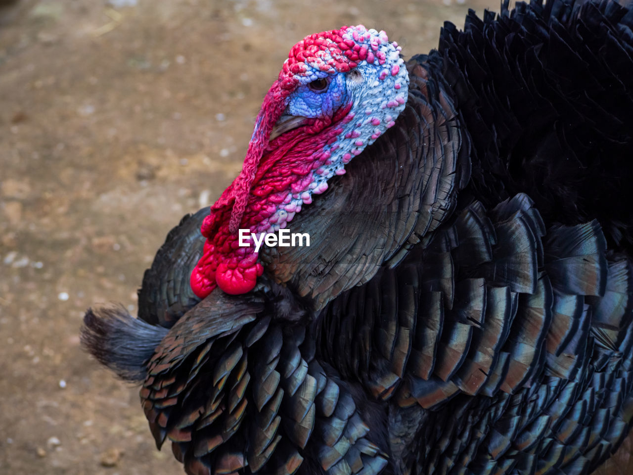 HIGH ANGLE VIEW OF A BIRD