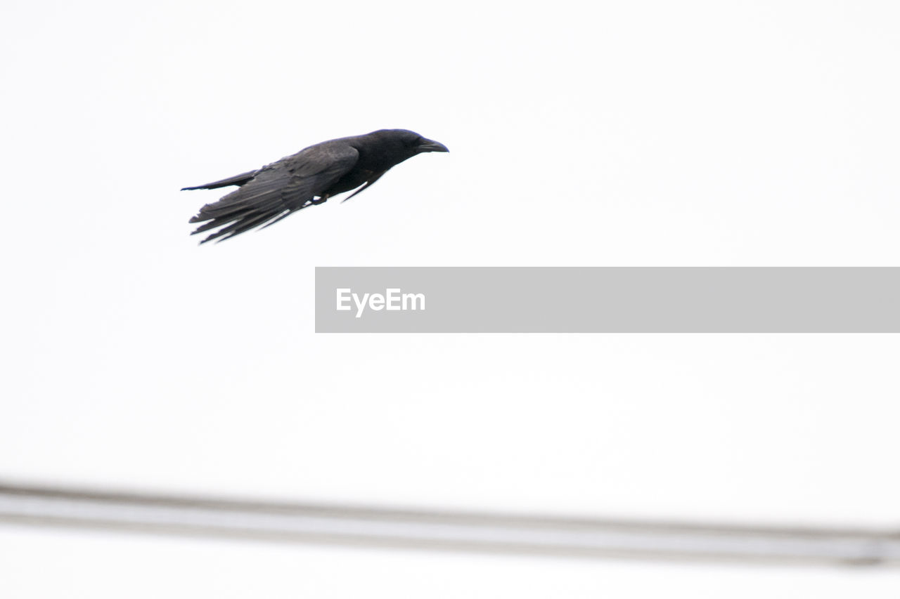 BIRD PERCHING ON WHITE BACKGROUND