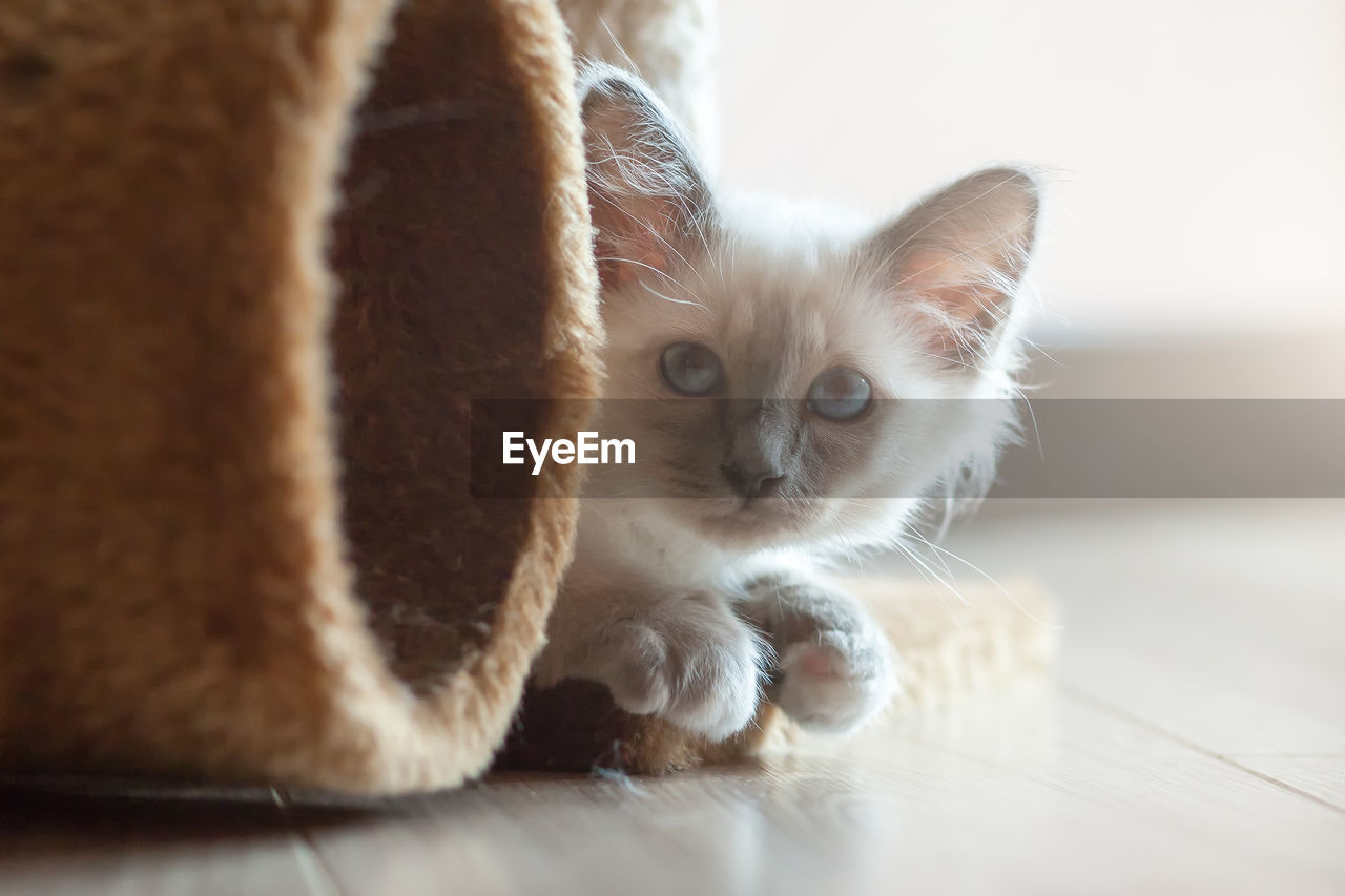 PORTRAIT OF KITTEN ON CARPET