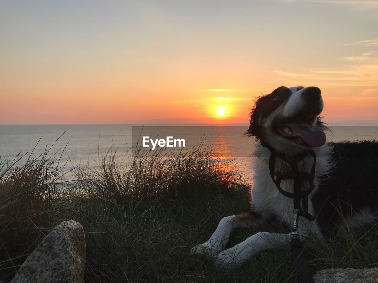 Dog sitting by sea against sky during sunset