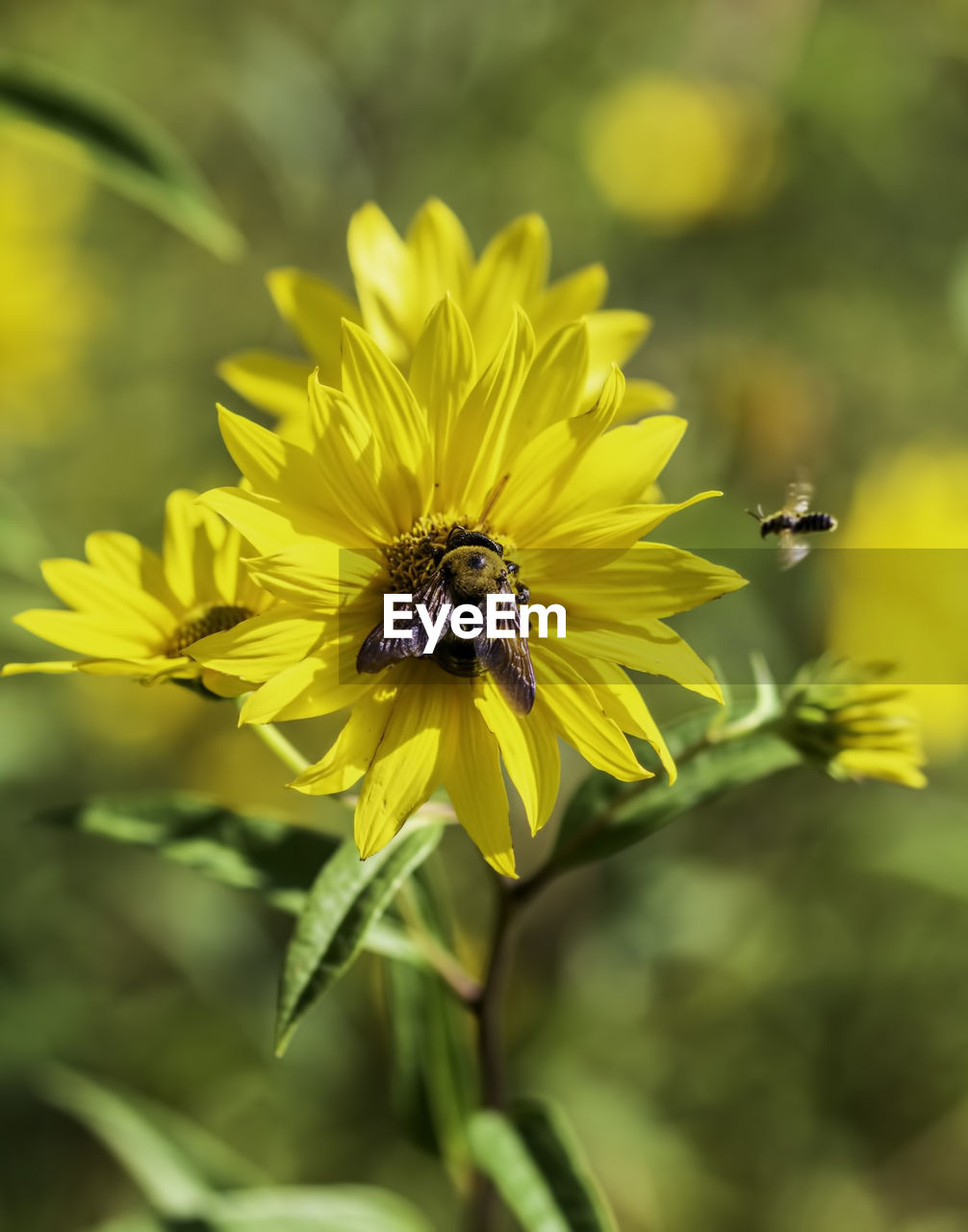 CLOSE-UP OF BEE POLLINATING FLOWER