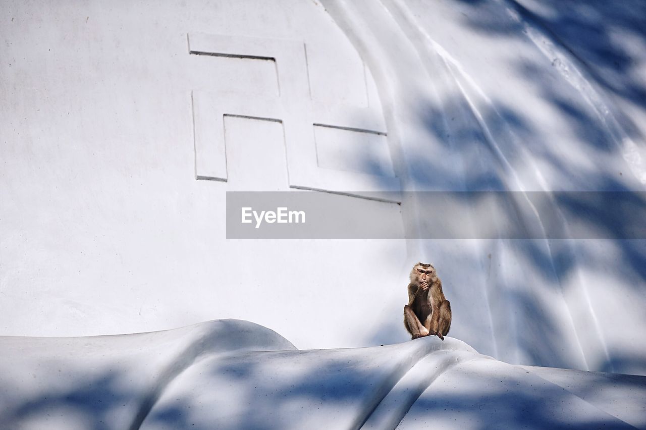 Close-up of monkey sitting on building