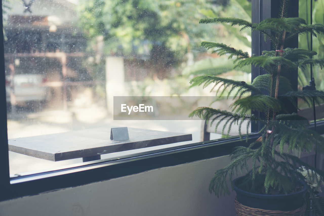 POTTED PLANT ON WINDOW SILL