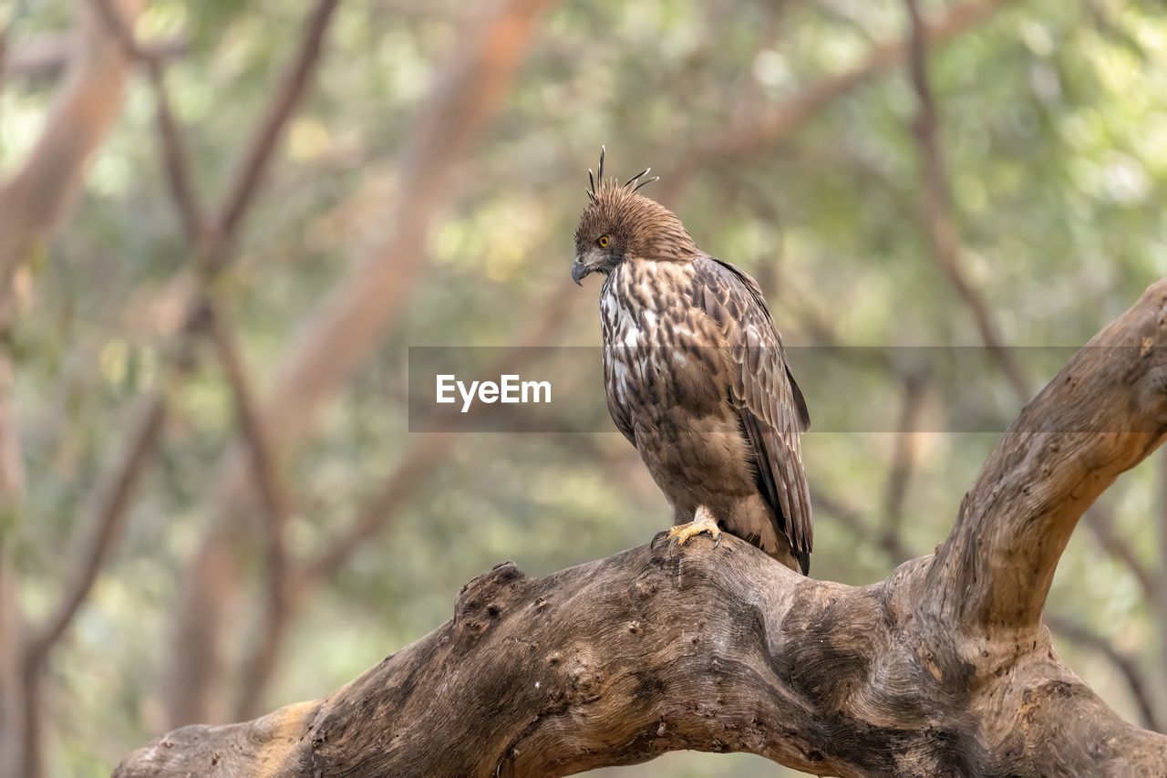 animal themes, animal, animal wildlife, bird, wildlife, tree, one animal, branch, perching, plant, bird of prey, nature, beak, hawk, outdoors, focus on foreground, no people, full length, beauty in nature, day, brown