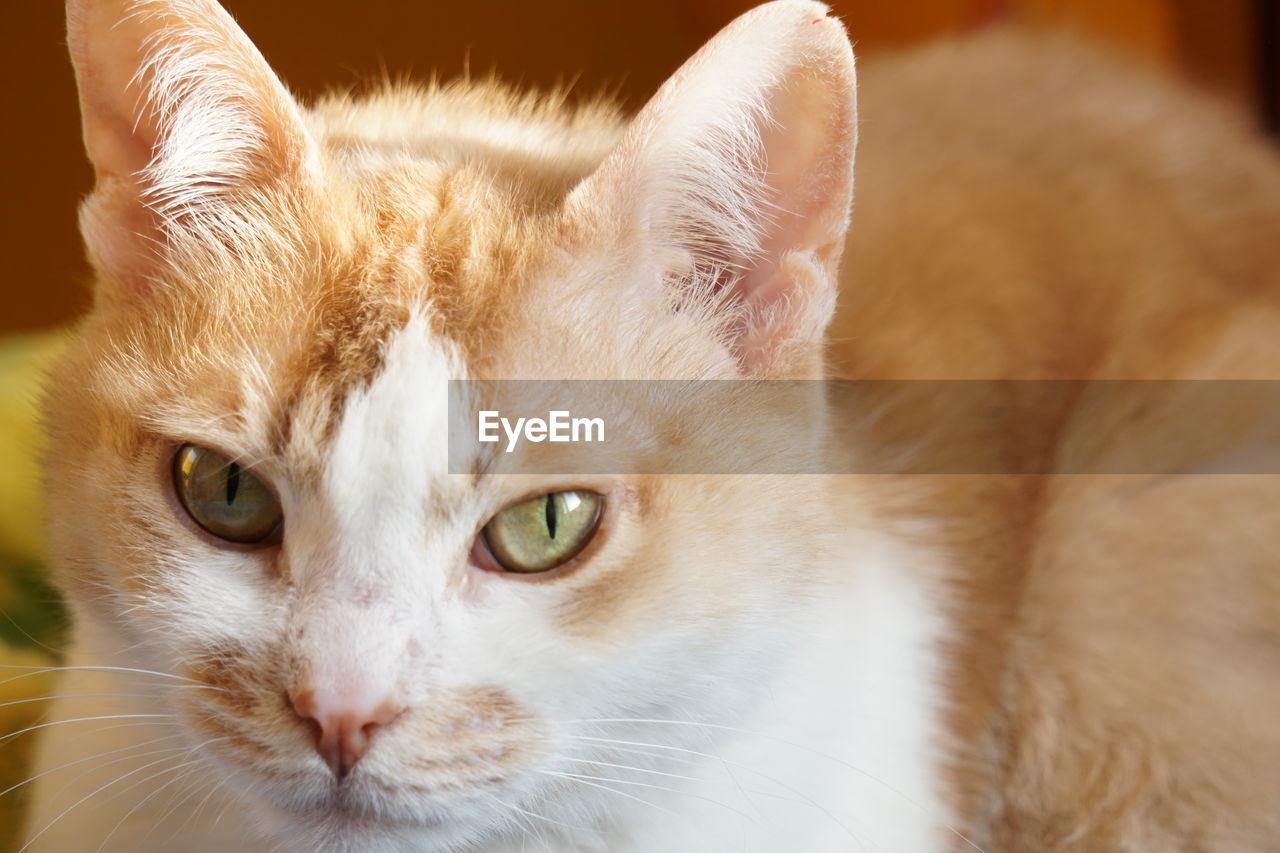 CLOSE-UP PORTRAIT OF CAT WITH MOUTH OPEN