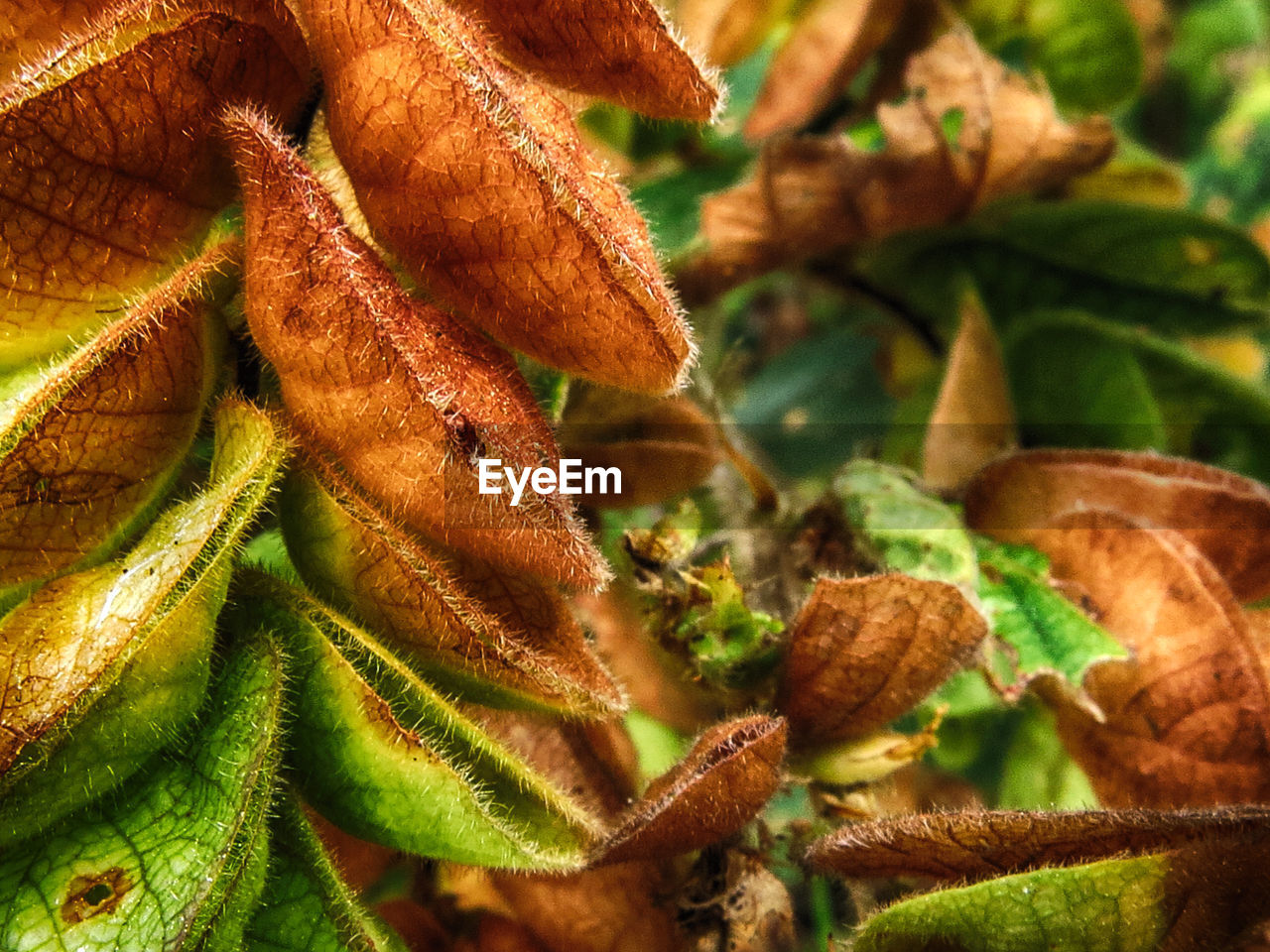 Close-up of carnivorous plants growing outdoors