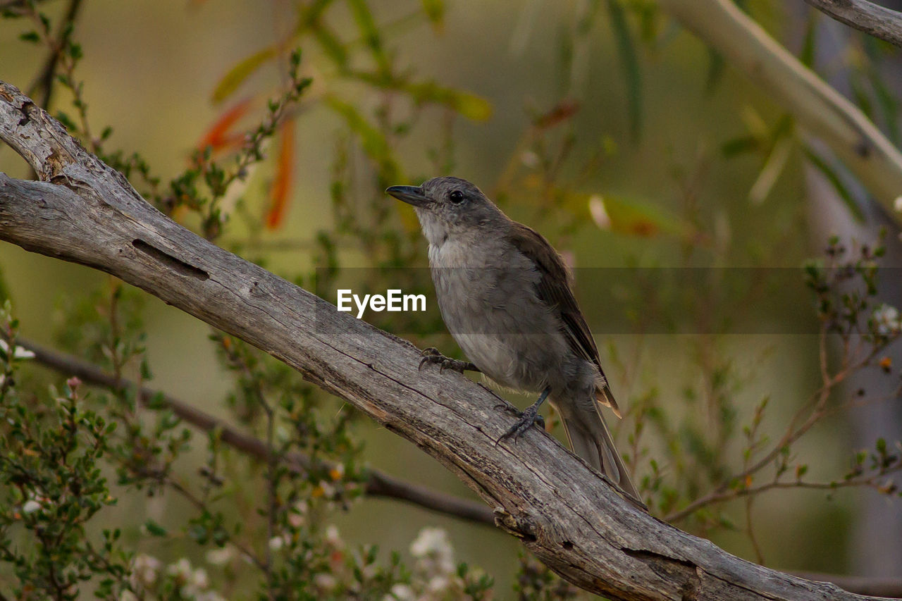 CLOSE-UP OF A BIRD PERCHING ON TREE