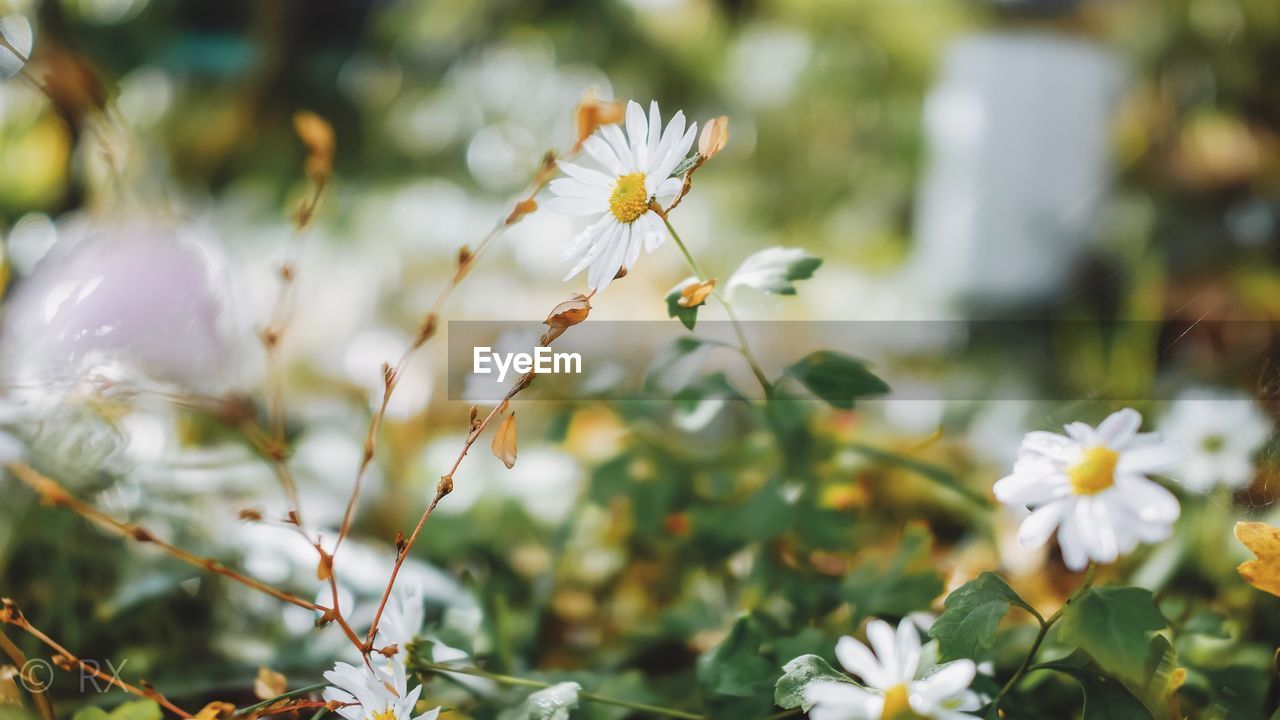 CLOSE-UP OF WHITE FLOWERS