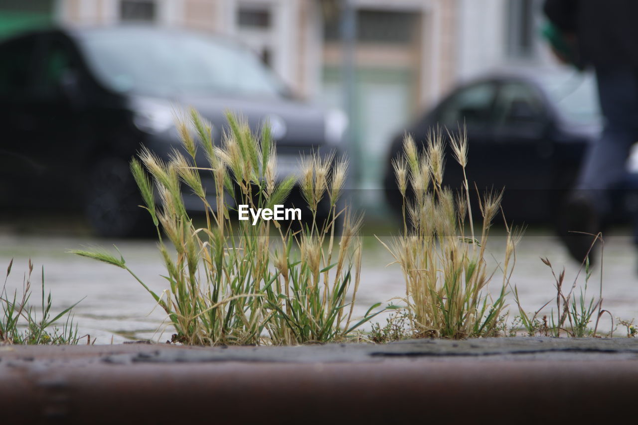 CLOSE-UP OF GRASS