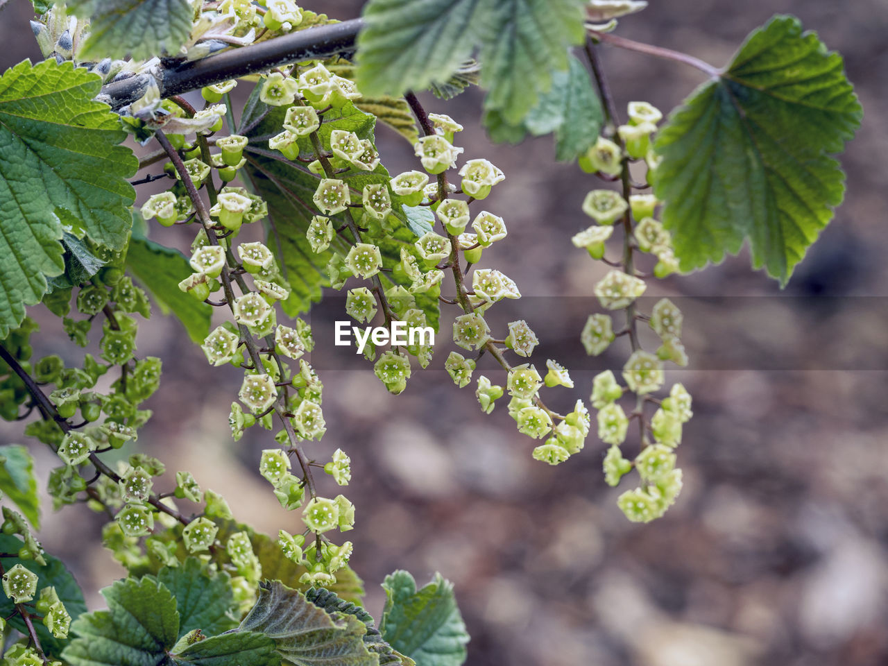 Closeup of spring blossom and leaves on a branch of a white currant bush, variety white versaille