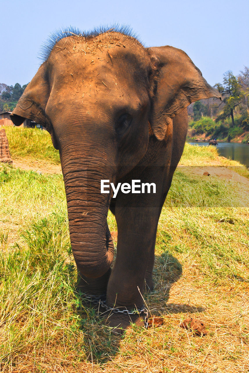 Close-up of elephant on field