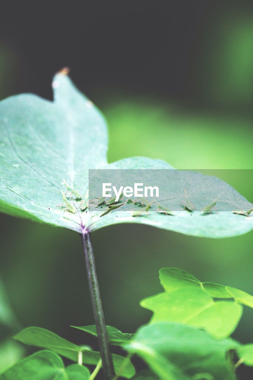 CLOSE-UP OF GREEN PLANT