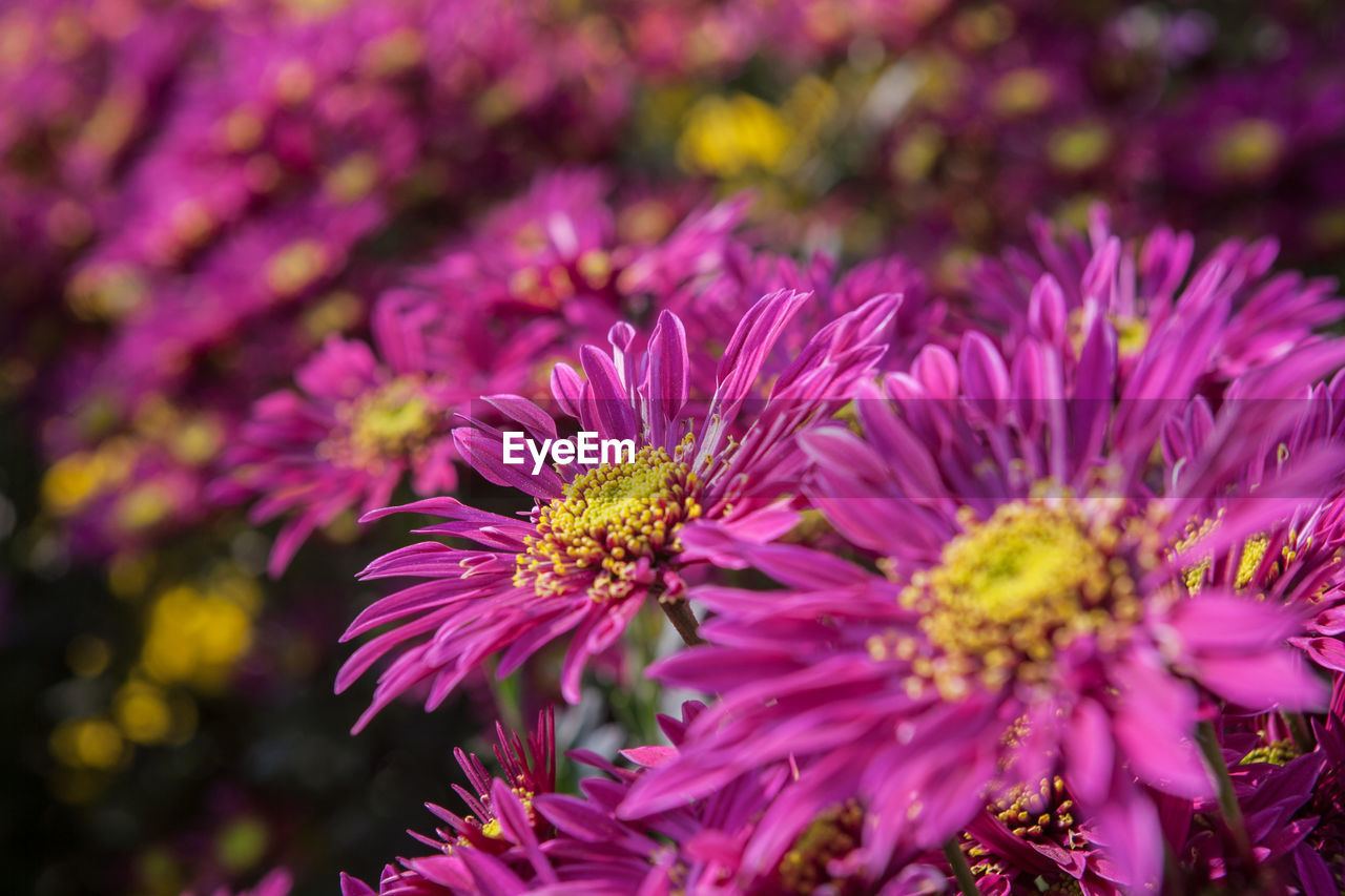 Close-up of purple flowers blooming outdoors