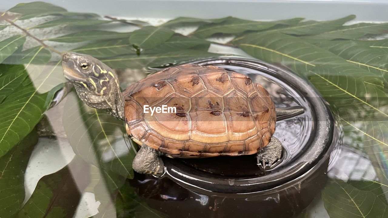 turtle, reptile, tortoise, animal, leaf, nature, animal themes, plant part, water, animal wildlife, no people, animal shell, wildlife, shell, high angle view, one animal, outdoors, day, sea turtle