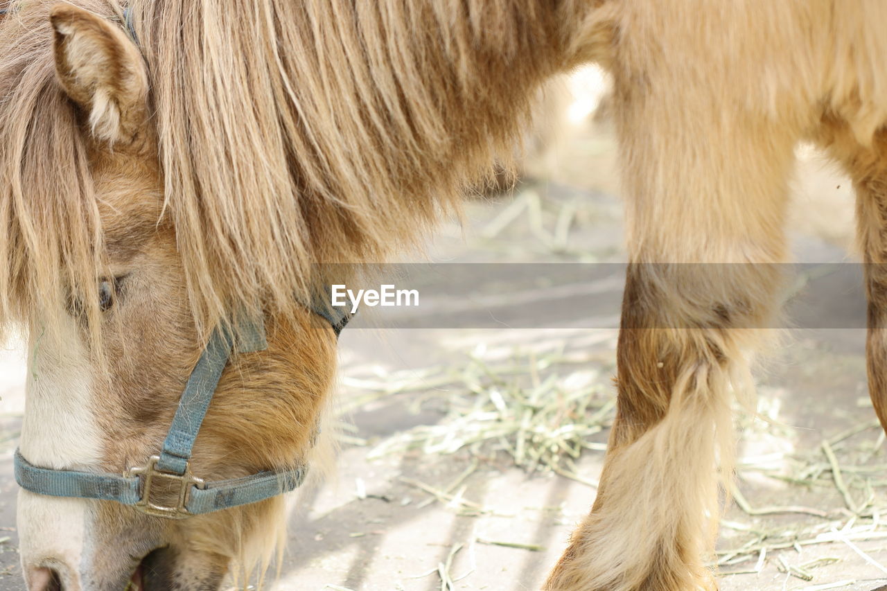 mammal, animal themes, animal, horse, mane, domestic animals, livestock, animal wildlife, pet, one animal, animal body part, animal hair, close-up, no people, agriculture, nature, mustang horse, working animal, brown, day, land, outdoors, field, animal head, herbivorous, mare, donkey, foal, stallion