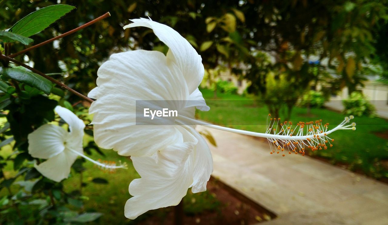 CLOSE-UP OF FRESH WHITE HIBISCUS FLOWER BLOOMING IN GARDEN