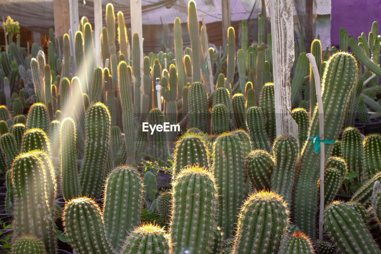 FULL FRAME SHOT OF SUCCULENT PLANTS