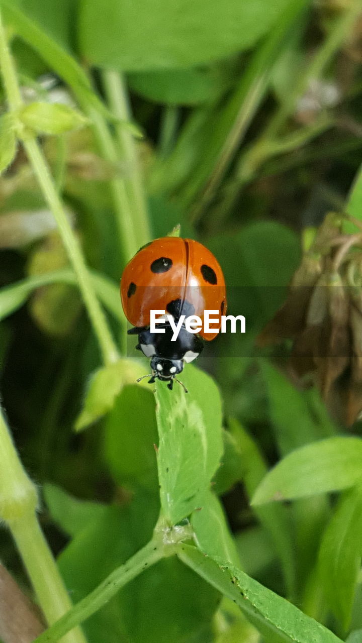 Close-up of ladybug on leaf