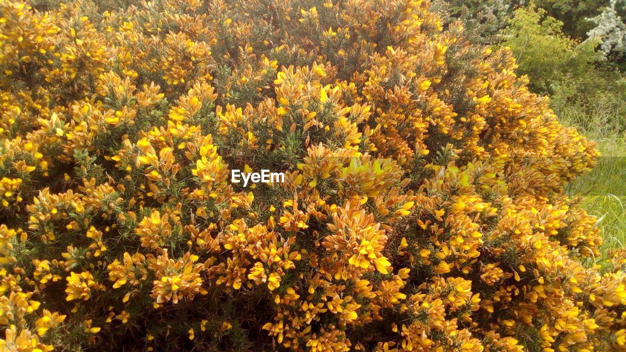 CLOSE-UP OF YELLOW FLOWERING PLANT IN FIELD