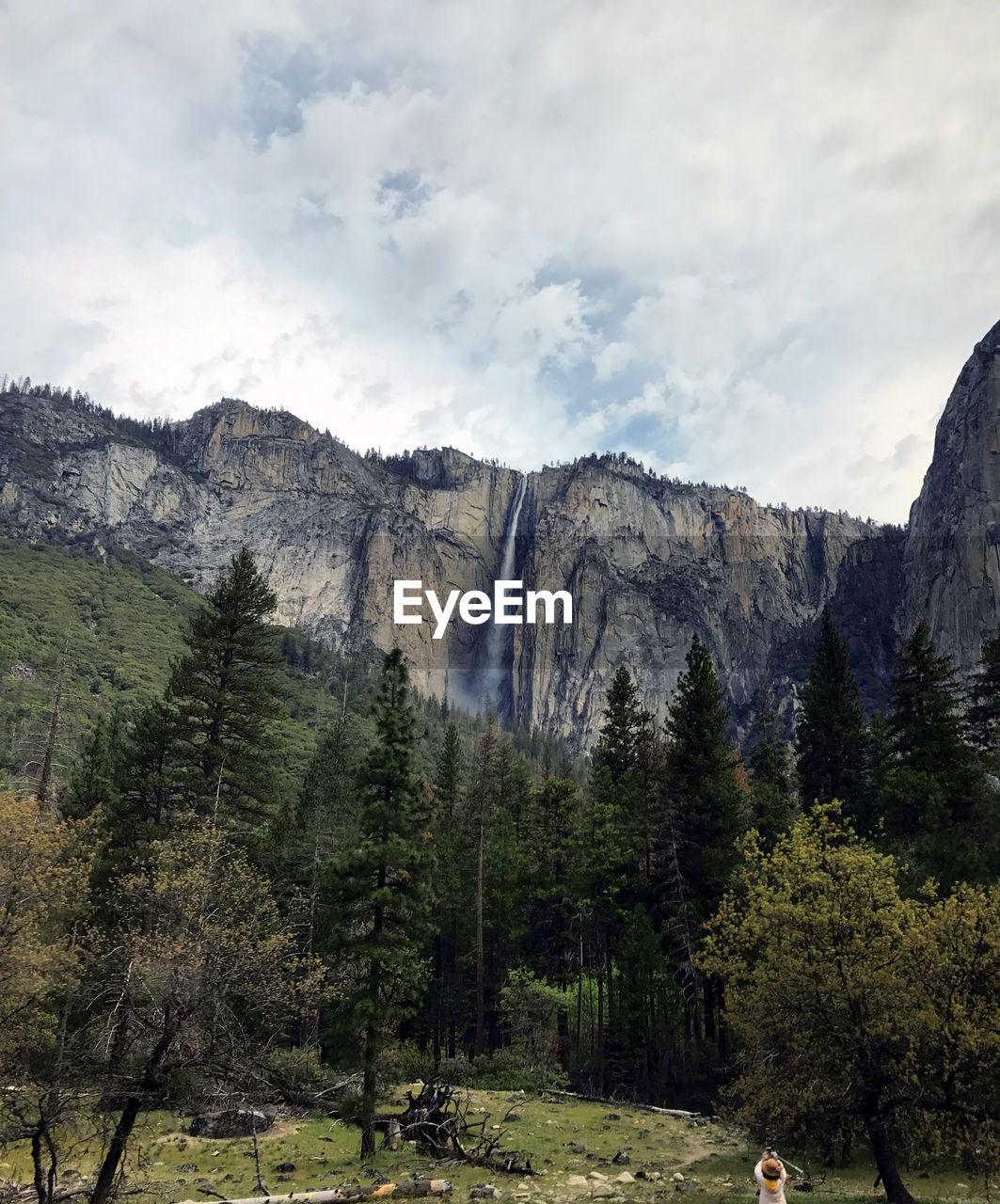 Scenic view of pine trees against sky