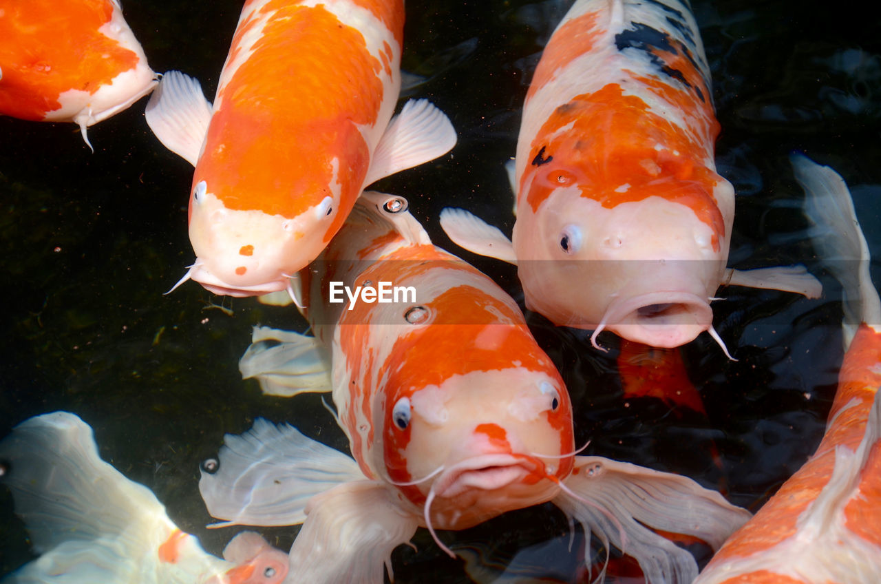 Close-up of koi carps swimming in water