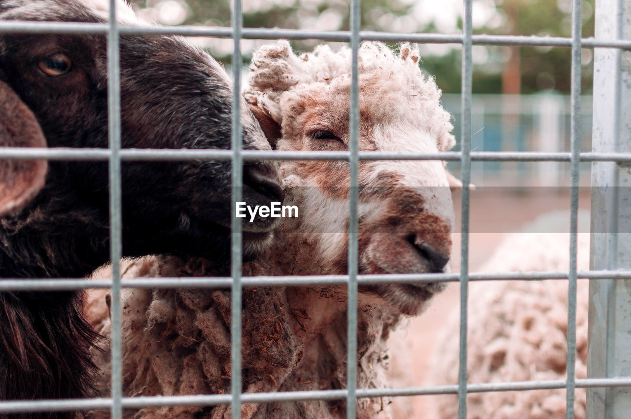 Two sheep look through the netting of the corral at the farm, portrait. mammals are in the zoo.
