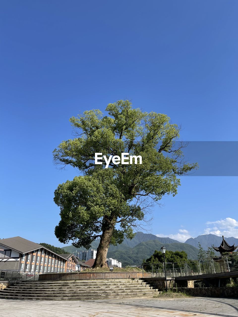 TREE BY BUILDING AGAINST CLEAR SKY