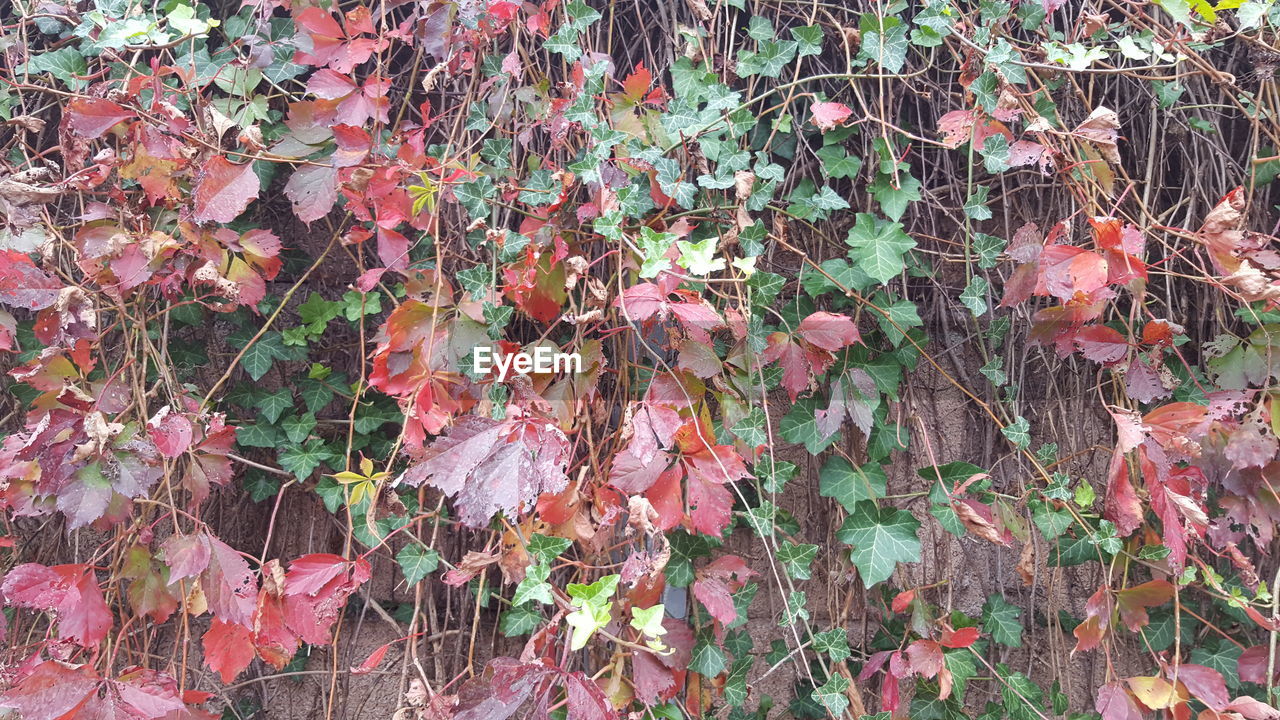 CLOSE-UP OF IVY GROWING ON AUTUMN LEAVES