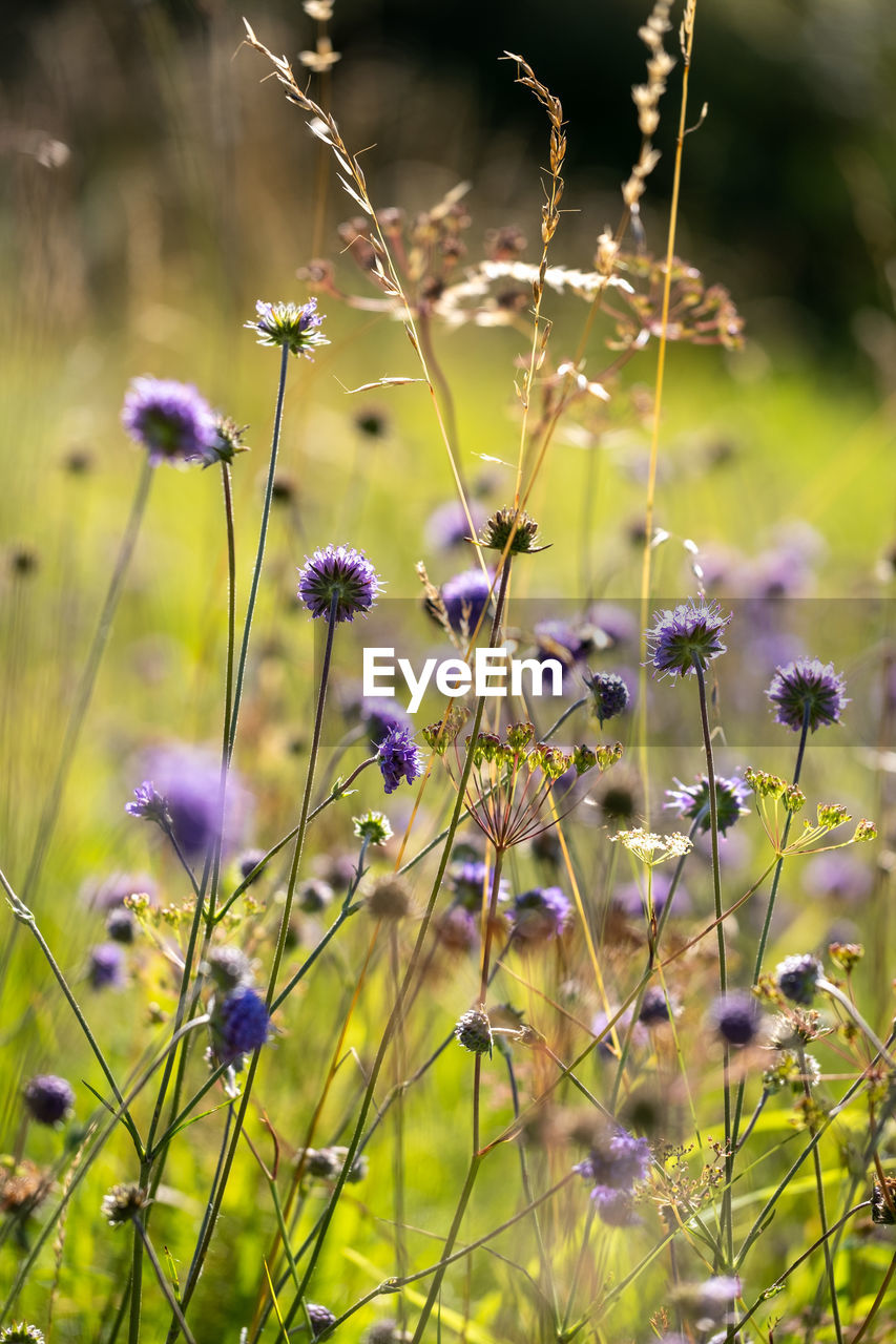 plant, flower, flowering plant, meadow, nature, grass, beauty in nature, freshness, prairie, growth, wildflower, grassland, fragility, field, land, no people, purple, close-up, macro photography, focus on foreground, outdoors, plain, springtime, day, environment, natural environment, tranquility, selective focus, summer, sunlight, green, landscape, blossom, plant stem, botany, food