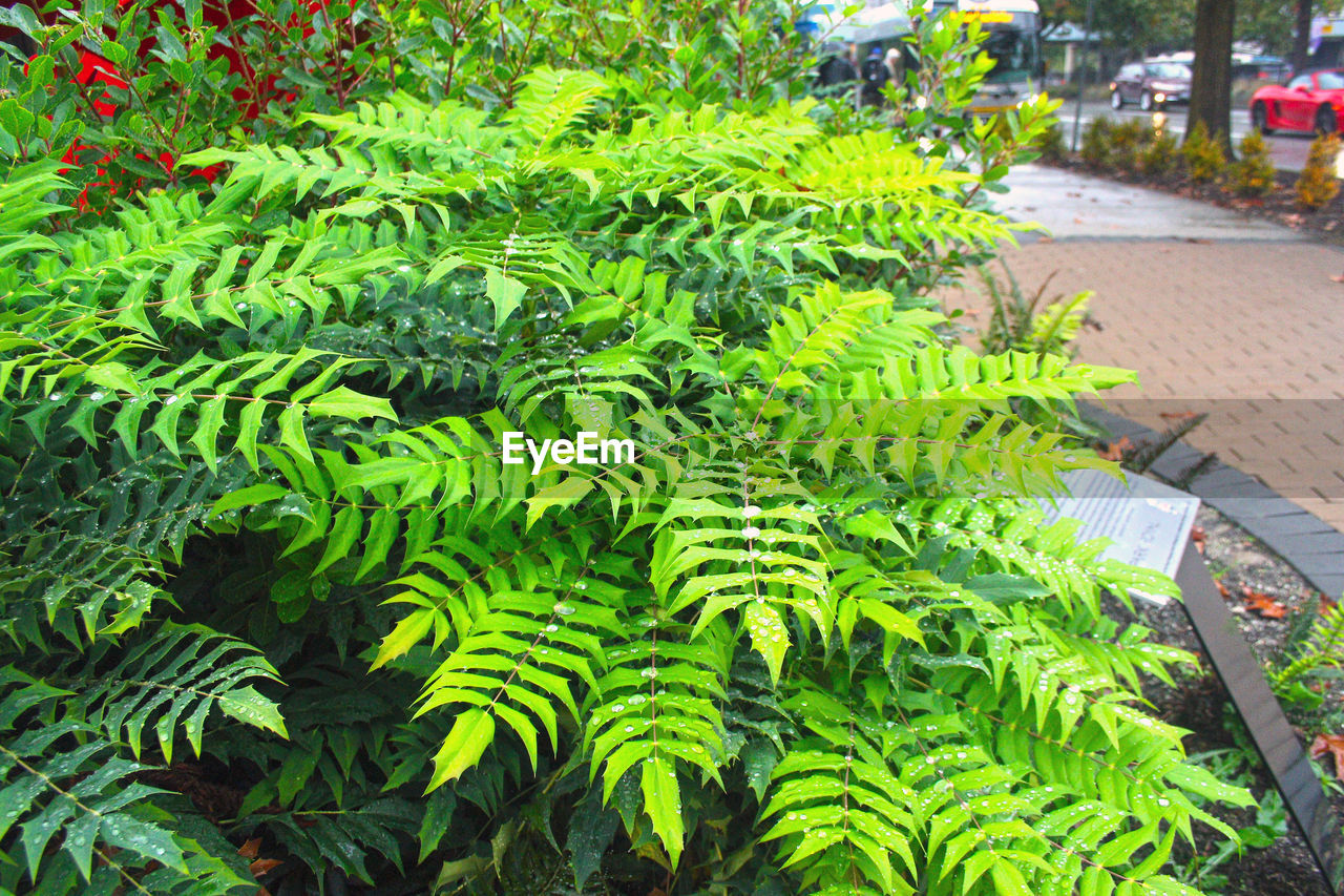 Close-up of fern leaves