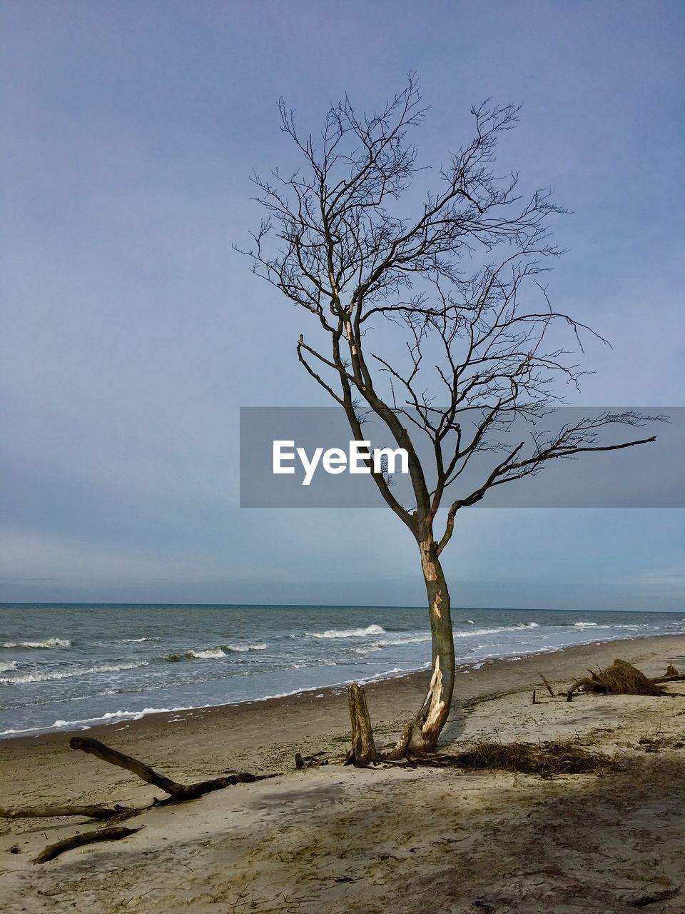 Bare tree by sea against sky